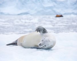 Antarctic Explorer aboard Ultramarine Photo 3