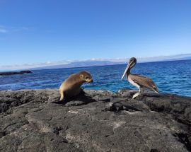 5 Day Galápagos Islands aboard EcoGalaxy (Itinerary A) Photo 8