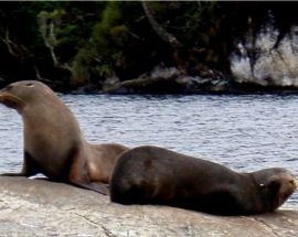 New Zealand Sounds & Stewart Island Photo 5