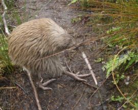 New Zealand Sounds & Stewart Island Photo 6