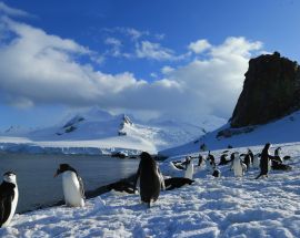 Weddell Sea: In search of the Emperor Penguin Photo 2