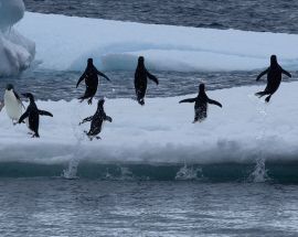Weddell Sea: In search of the Emperor Penguin Photo 5