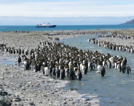 Falkland Islands, South Georgia & Antarctic Peninsula Photo 5