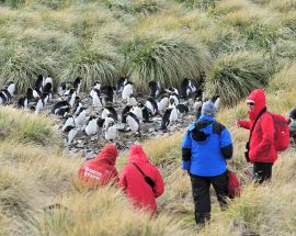Falkland Islands, South Georgia & Antarctic Peninsula Photo 6