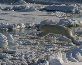 Around Spitsbergen and Polar Bears Photo 7