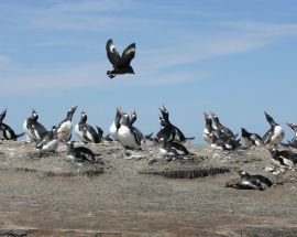Realm of the Penguins Photo 2