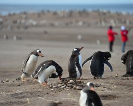 Realm of the Penguins Photo 12