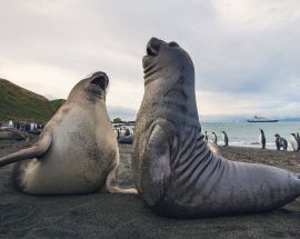 Ultimate Wildlife; Falklands, South Georgia & Antarctica Photo 2