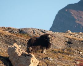 East Greenland, Aurora Borealis & Long Hikes Photo 5