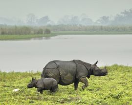India's Brahmaputra - Rhinos & More Photo 3