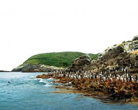 Macquarie Island: Galapagos of the Southern Ocean Photo 3