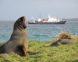 Macquarie Island: Galapagos of the Southern Ocean Photo 5