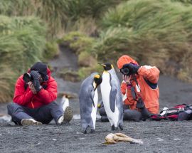Macquarie Island: Galapagos of the Southern Ocean Photo 12