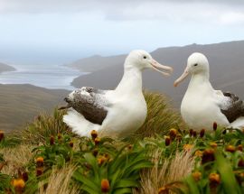 Beyond Fiordland: New Zealand's Wildest Islands Photo 5