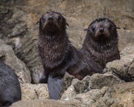 Southern Fiords Discovery Photo 3