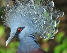 Discover the Secrets of Melanesia Photo 7