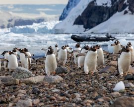 Antarctic Peninsula Discovery Photo 2