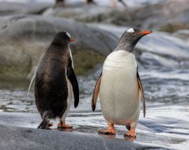 Antarctic Peninsula Discovery Photo 3