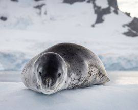 Antarctic Peninsula Discovery Photo 5