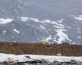 Svalbard Explorer & High Arctic Photo 1