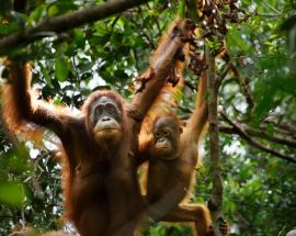 Orangutans of Tanjung Puting NP Photo 1