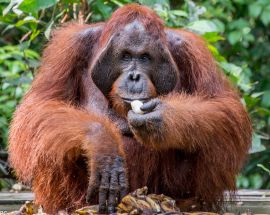 Orangutans of Tanjung Puting NP Photo 3