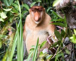 Orangutans of Tanjung Puting NP Photo 5