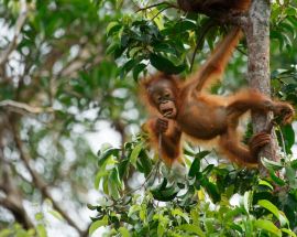 Orangutans of Tanjung Puting NP Photo 7