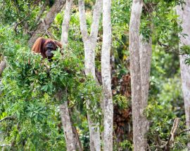 WOW Borneo Kumai Photo 7