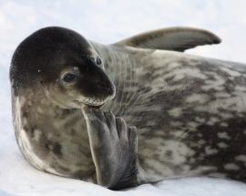 Ross Sea: In the Wake of Scott & Shackleton Photo 4