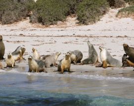 Southern Australia Safari Photo 2