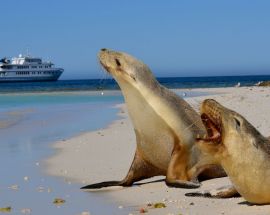 Southern Australia Safari Photo 4