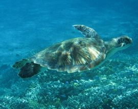 Coral Atoll & Rowley Shoals Photo 3