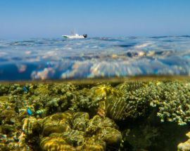 Coral Atoll & Rowley Shoals Photo 5