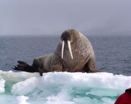 Around Spitsbergen and Polar Bears Photo 6