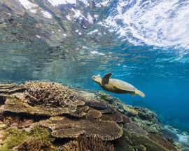 Citizen Science on the Great Barrier Reef Photo 8