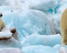 Around Spitsbergen, In the realm of Polar Bear & Ice Photo 3