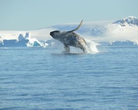 Around Spitsbergen, In the realm of Polar Bear & Ice Photo 7