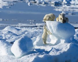 Around Spitsbergen, In the realm of Polar Bear & Ice Photo 3