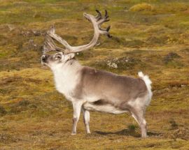 Around Spitsbergen, In the realm of Polar Bear & Ice Photo 9