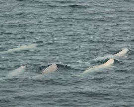 Around Spitsbergen, In the realm of Polar Bear & Ice Photo 12