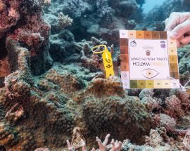 Citizen Science on the Great Barrier Reef Photo 6