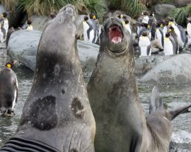 Falkland Islands - South Georgia - Antarctica Photo 2