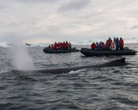 Falkland Islands, South Georgia & Antarctic Peninsula Photo 12