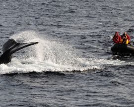 Antarctic Peninsula - Basecamp Plancius Photo 2